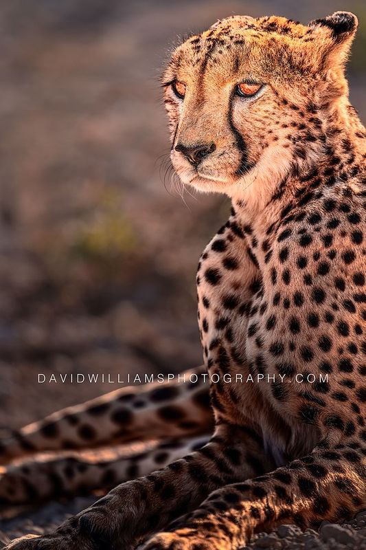 Cheetah S NZ98869