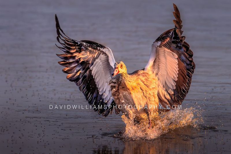 Egyptian Goose S NZ99041EN