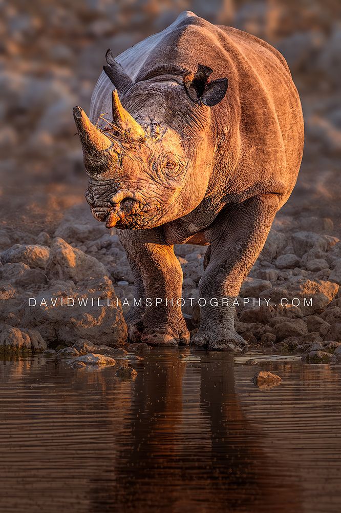 Black Rhino S NZ99061EN