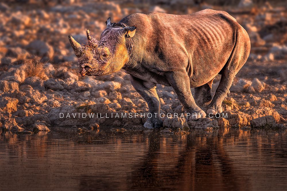 Black Rhino S NZ99005