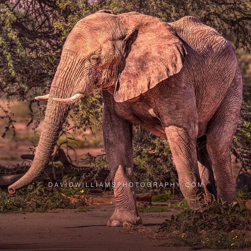 Elephant S NZ99087