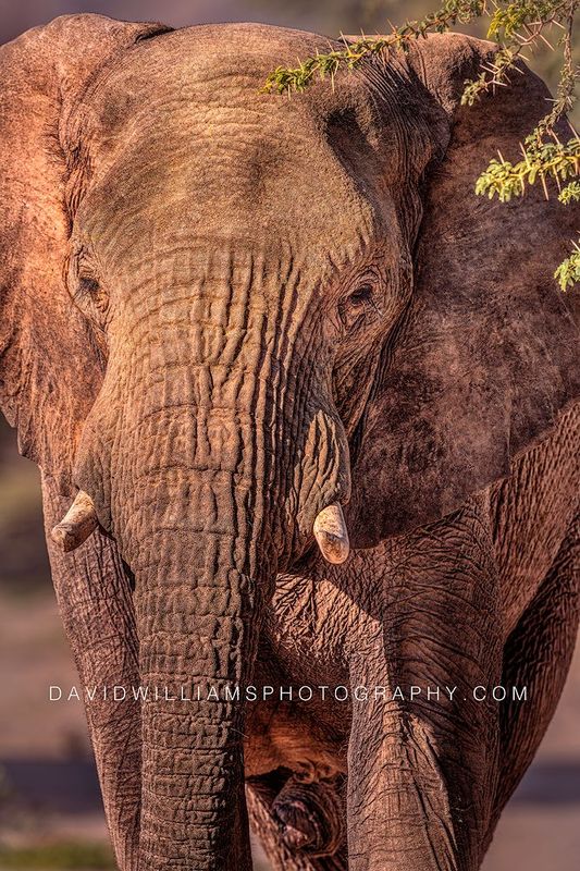 Elephant S NZ99111