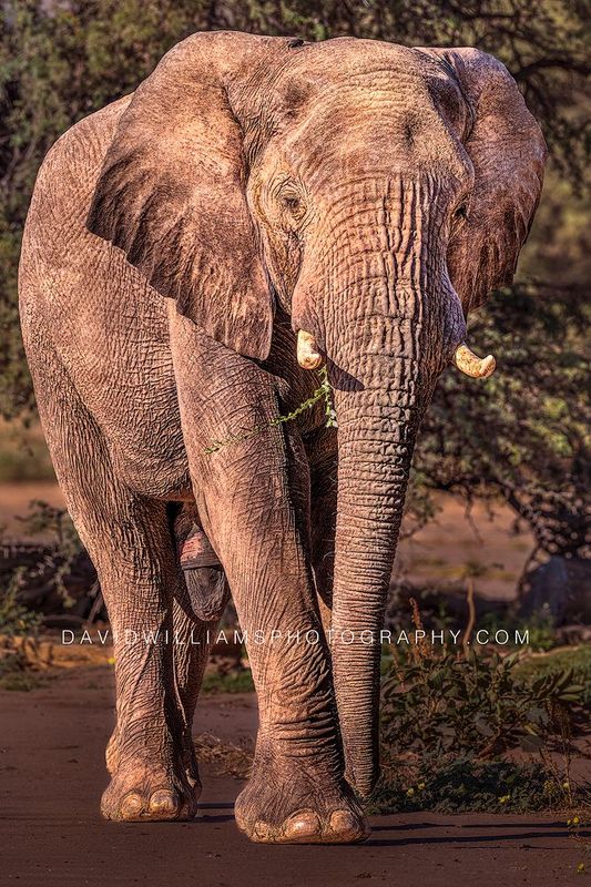 Elephant S NZ99095