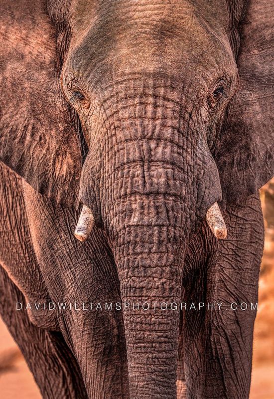 Elephant S NZ99135