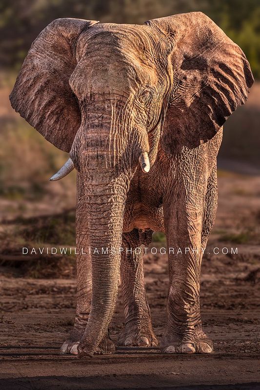 Elephant S NZ99161