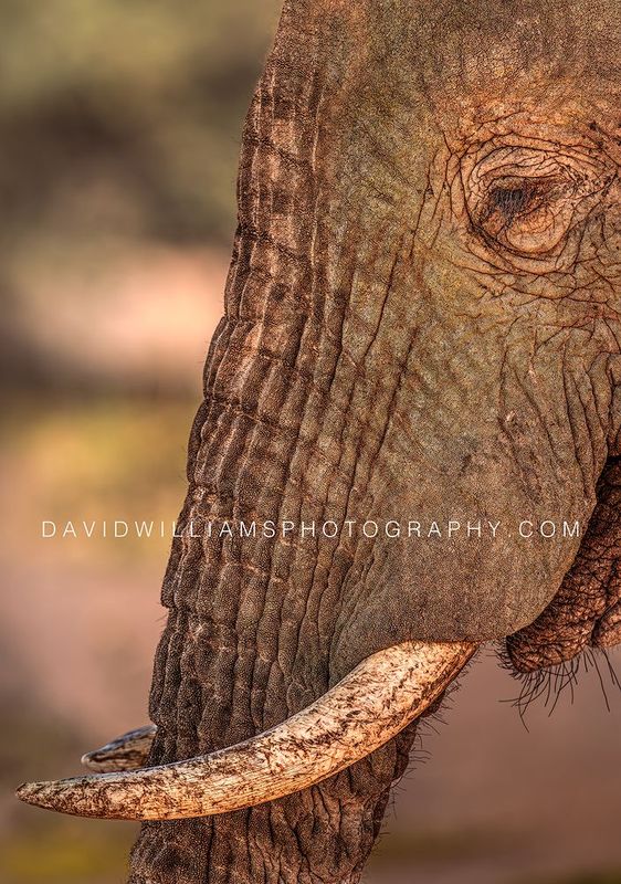 Elephant S NZ99152