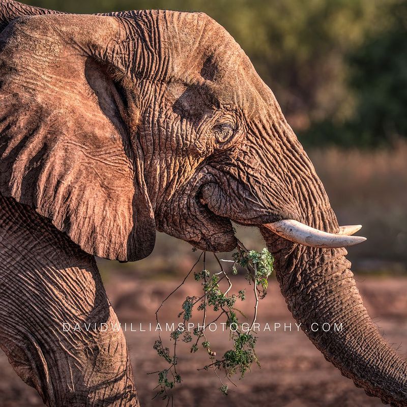 Elephant S NZ99258
