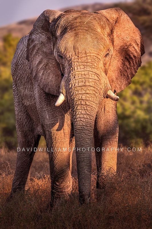 Elephant S NZ99434