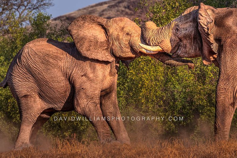 Elephant GP NZ99389