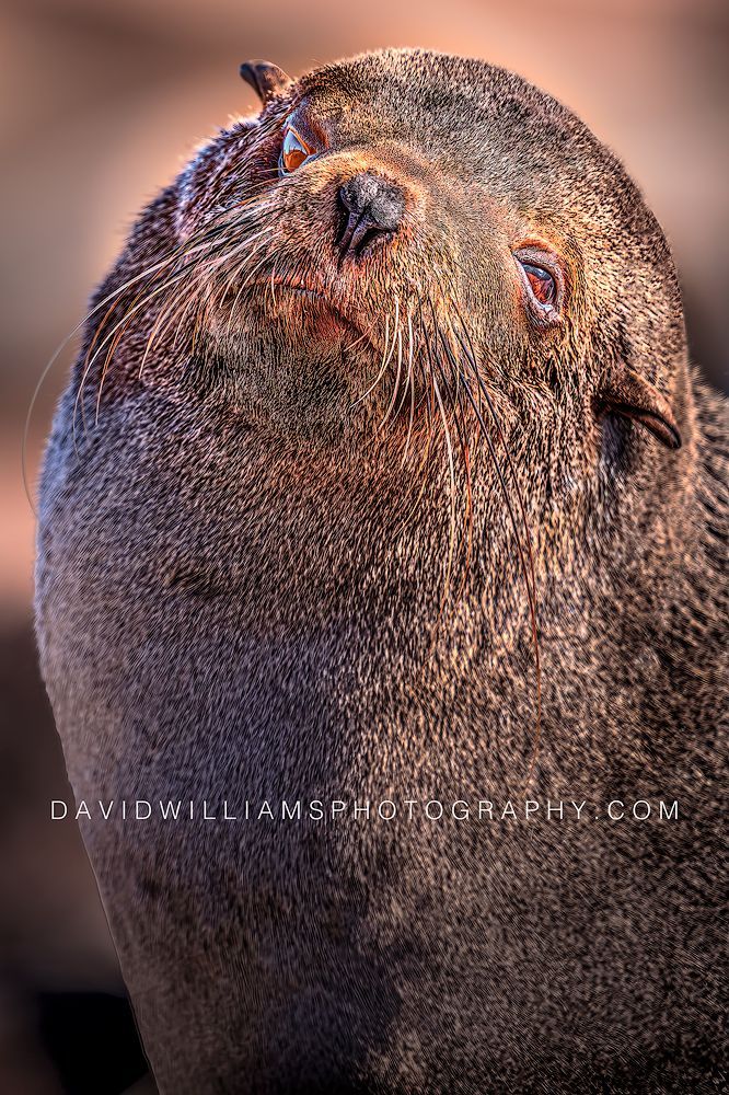 Cape Fur Seal S NZ99586