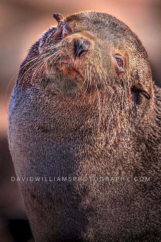 Cape Fur Seal S NZ99586 Cape Fur Seal S NZ99586