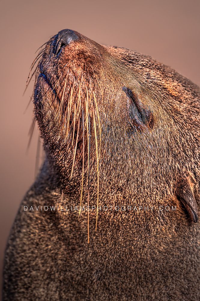 Cape Fur Seal S NZ99582 Cape Fur Seal S NZ99582
