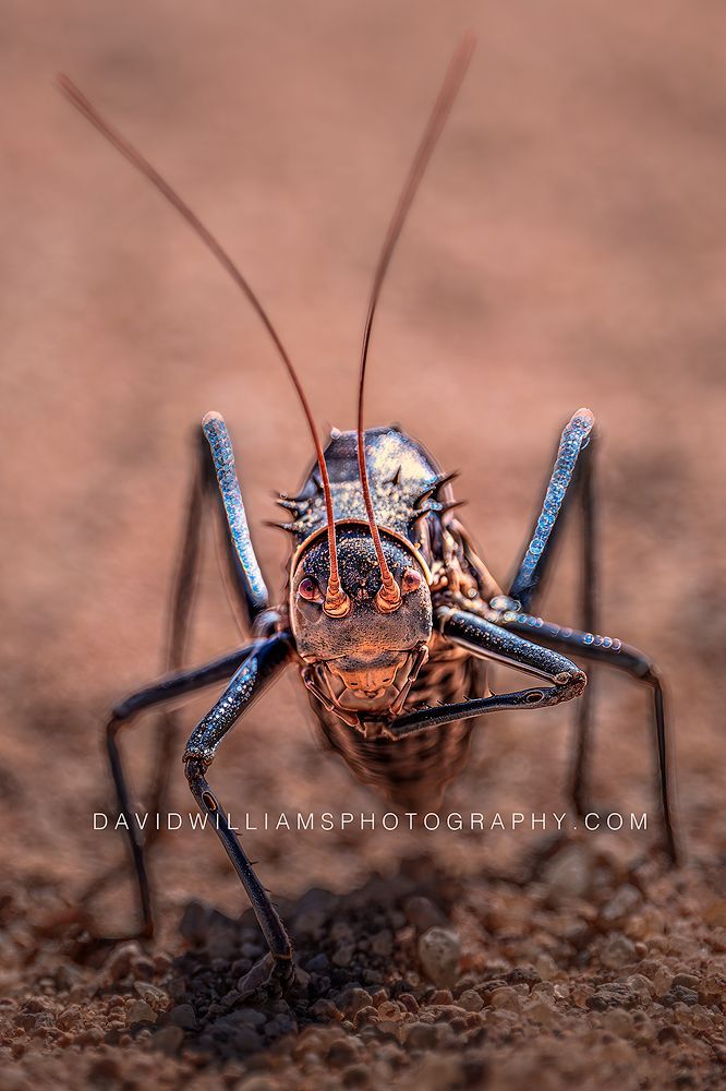 Armored Ground Cricket NZ99568 Armored Ground Cricket NZ99568