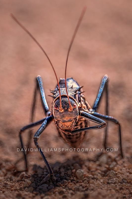 Armored Ground Cricket NZ99568 Armored Ground Cricket NZ99568