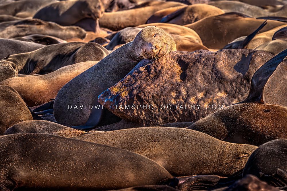 Cape Fur Seal GP NZ99626
