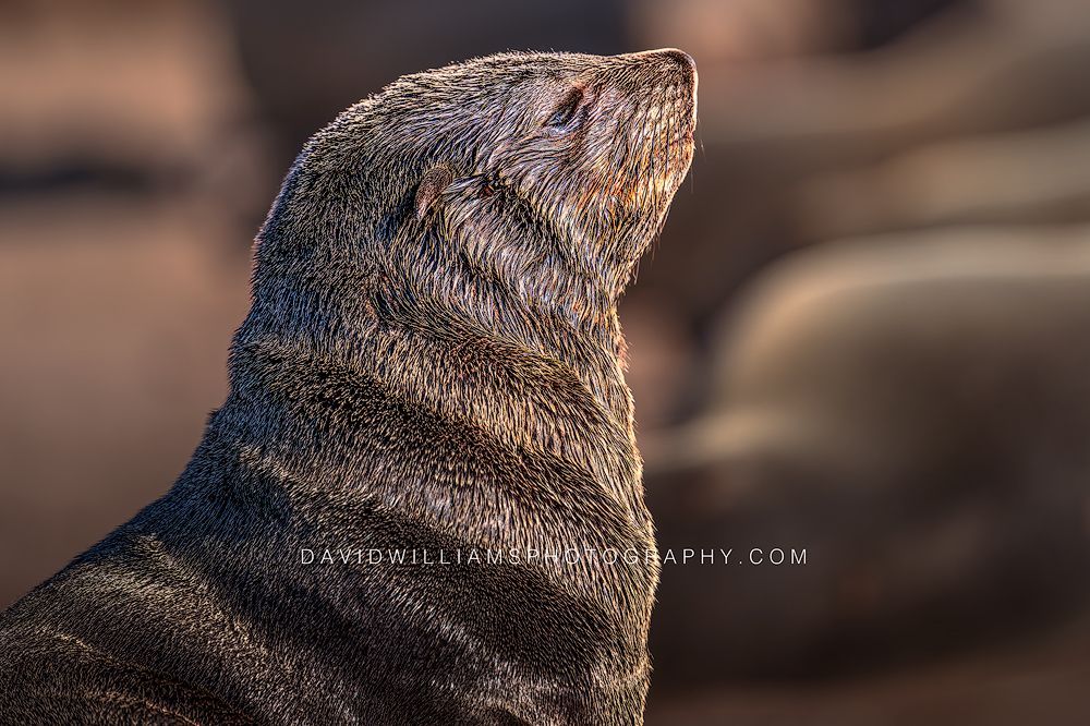 Cape Fur Seal Pup S NZ99628