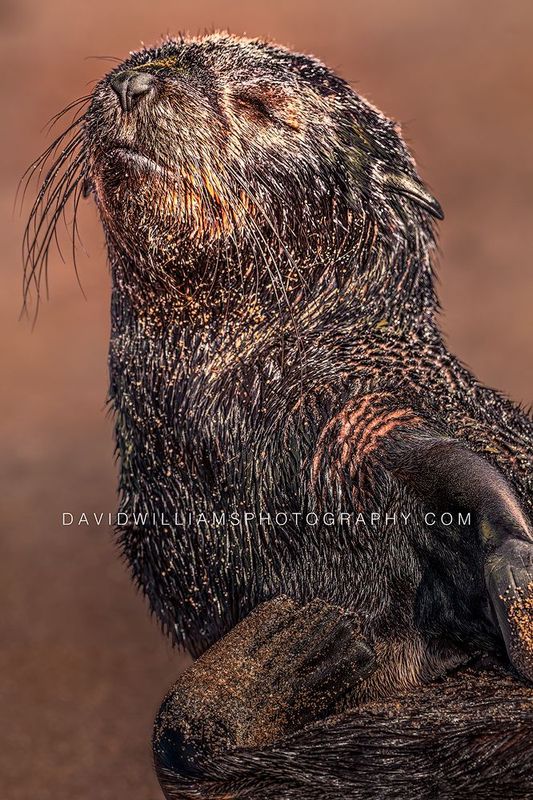 Cape Fur Seal Newborn S NZ99672