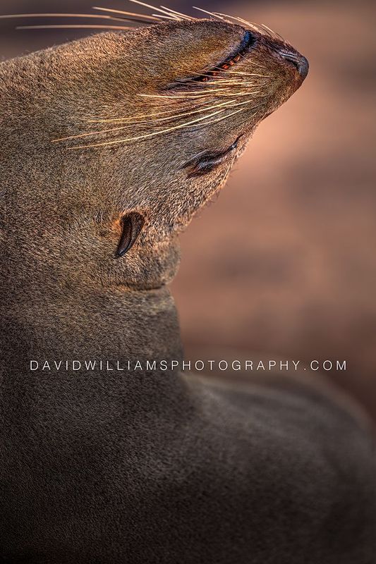 Cape Fur Seal S NZ99623