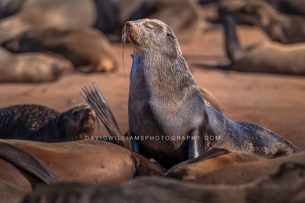 Cape Fur Seal S NZ99639
