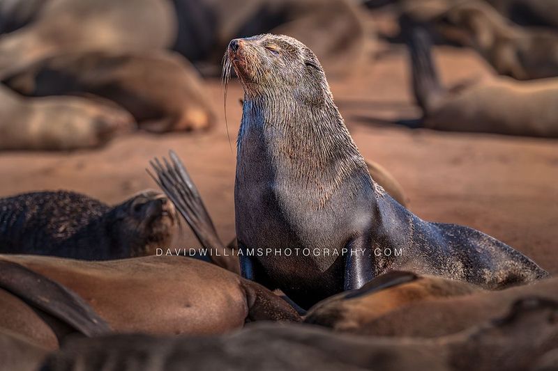 Cape Fur Seal S NZ99639