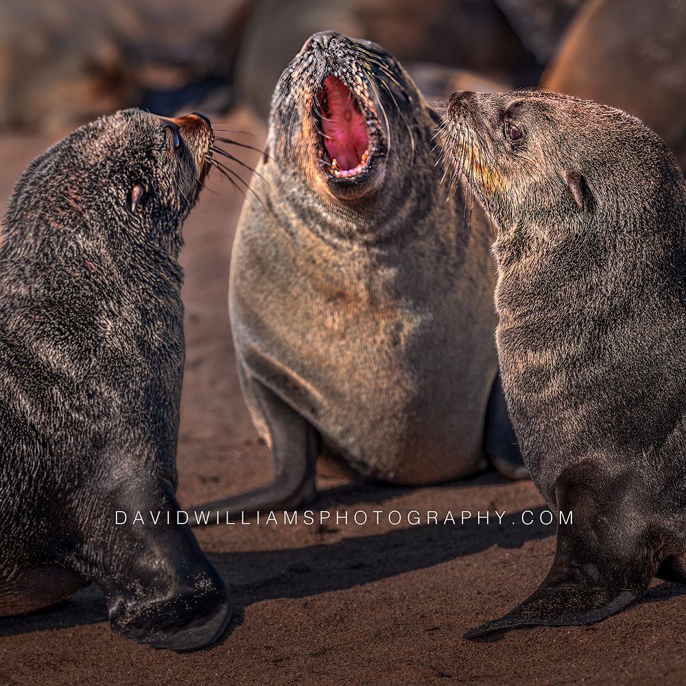 Cape Fur Seal GP NZ99722 Cape Fur Seal GP NZ99722