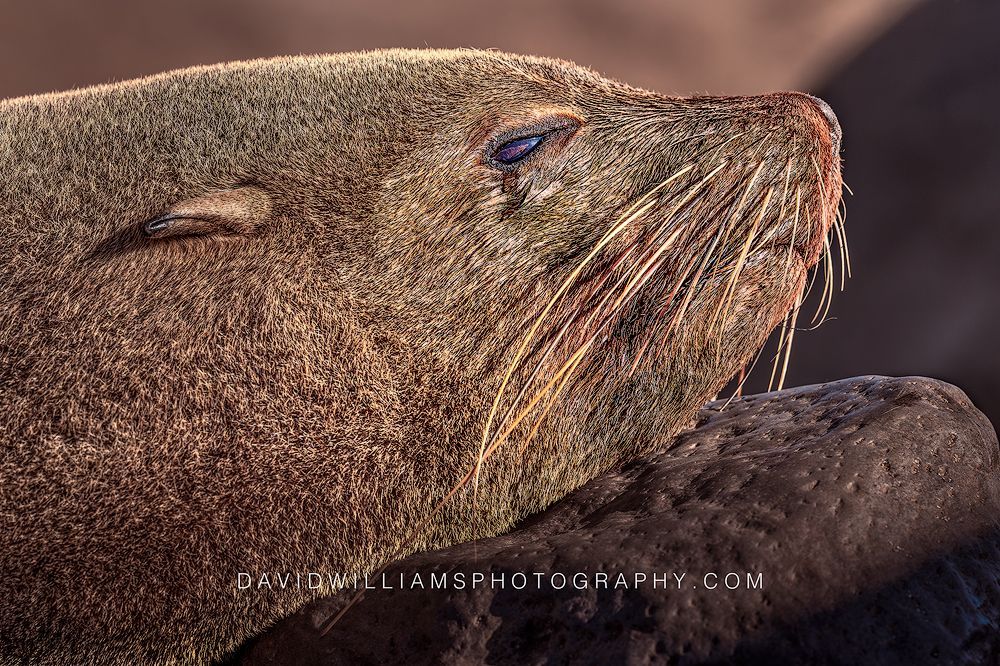 Cape Fur Seal S NZ99706 Cape Fur Seal S NZ99706