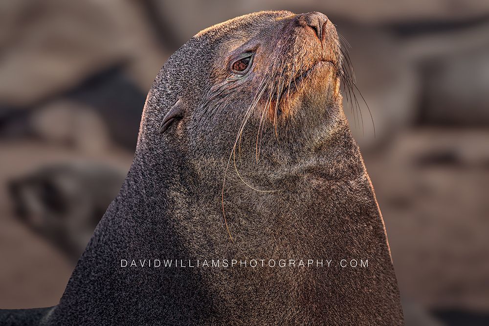 Cape Fur Seal S NZ99704 Cape Fur Seal S NZ99704