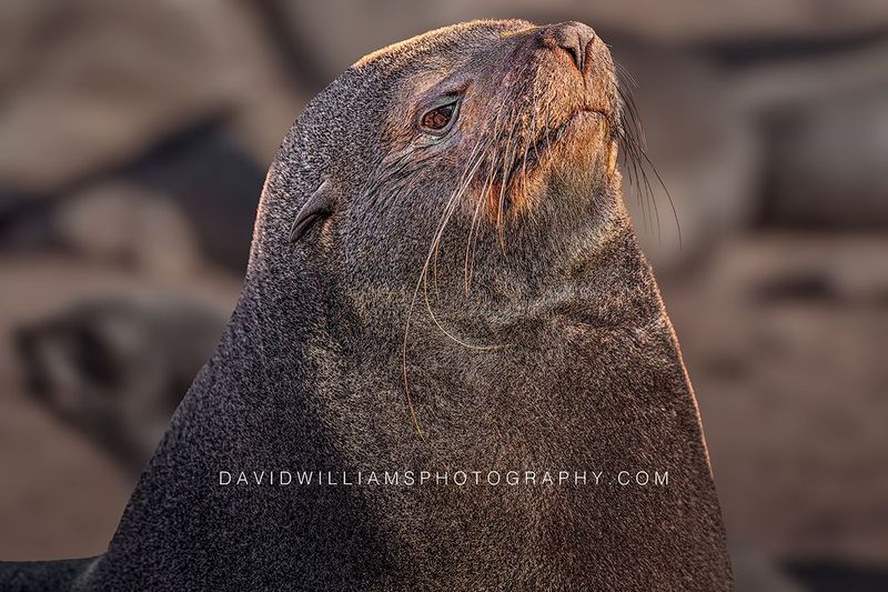 Cape Fur Seal S NZ99704