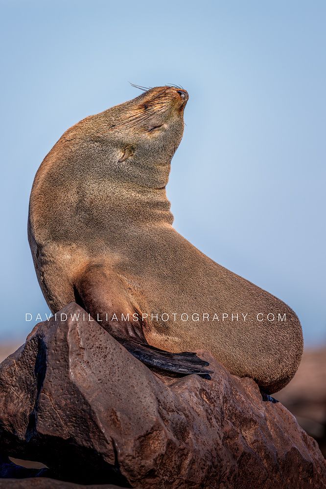 Cape Fur Seal S NZ99676