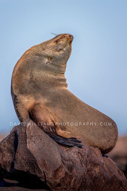 Cape Fur Seal S NZ99676