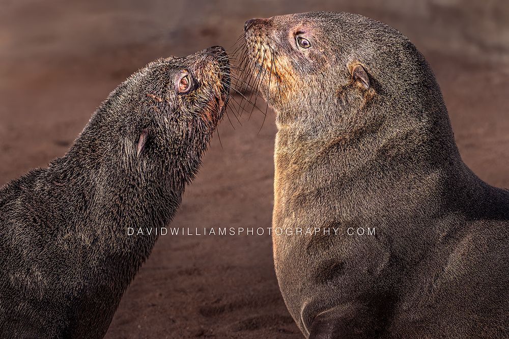 Cape Fur Seal GP NZ99735EN
