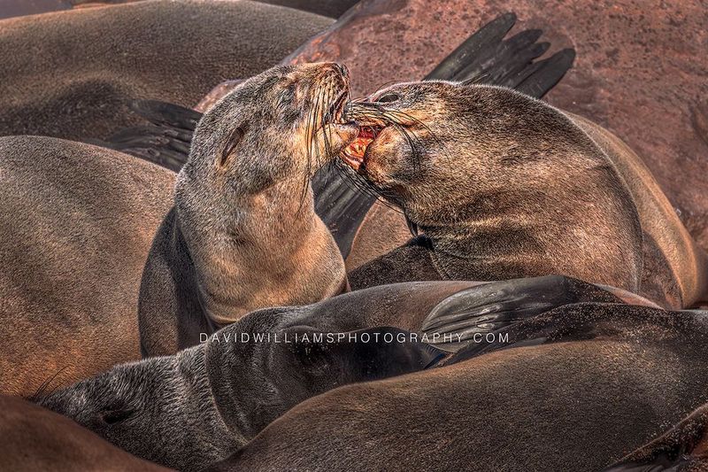 Cape Fur Seals Sparring NZ99853