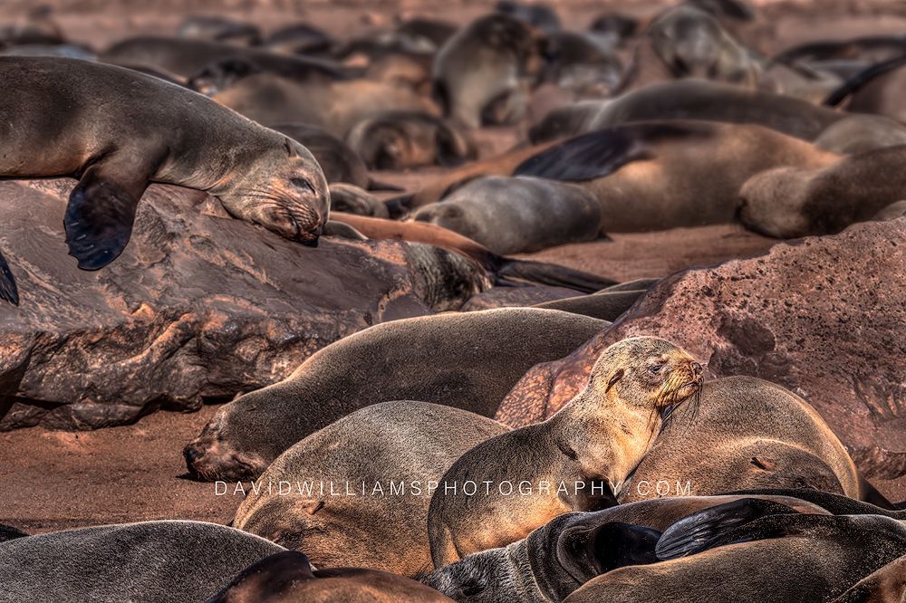 Cape Fur Seal Colony GP NZ99829 Cape Fur Seal Colony GP NZ99829