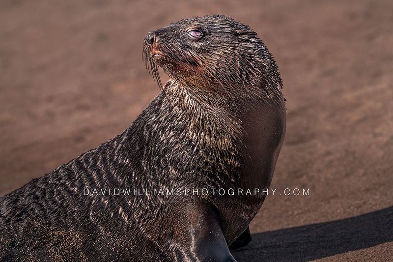 Cape Fur Seal Pup S NZ99792