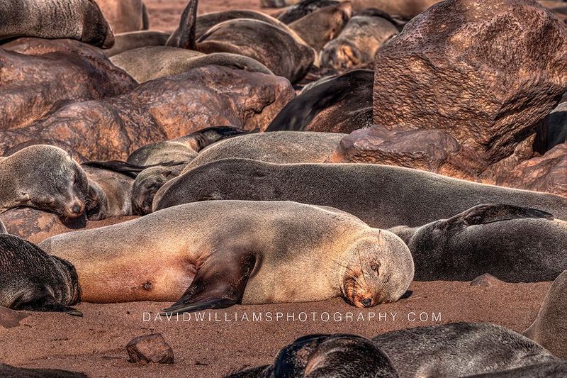 Cape Fur Seal Colony GP NZ99824