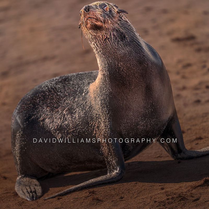 Cape Fur Seal S NZ99994