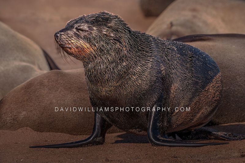 Cape Fur Seal Newborn Pup S NZ99934