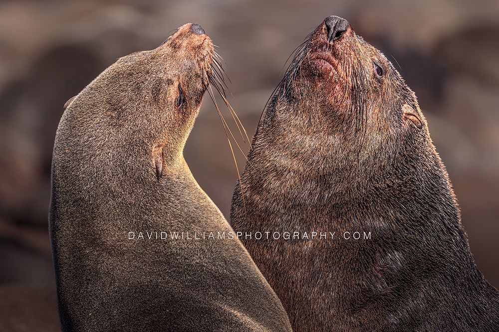 Cape Fur Seal GP NZ99922 Cape Fur Seal GP NZ99922
