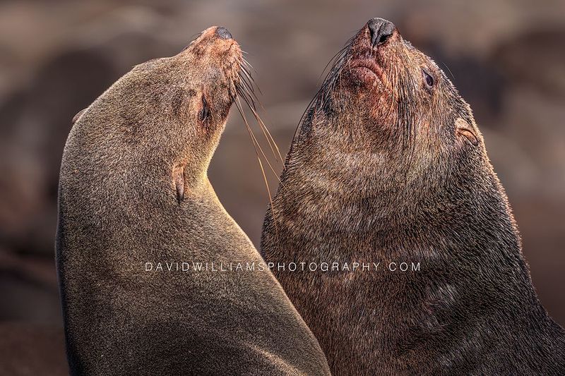 Cape Fur Seal GP NZ99922