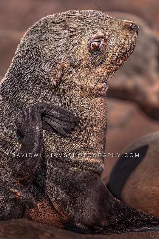 Cape Fur Seal Newborn S NZ99893