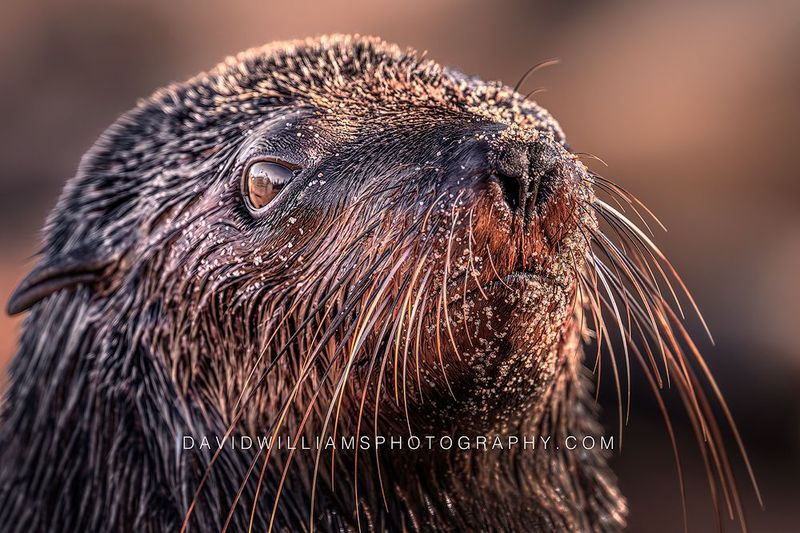 Cape Fur Seal Pup S NZ90319