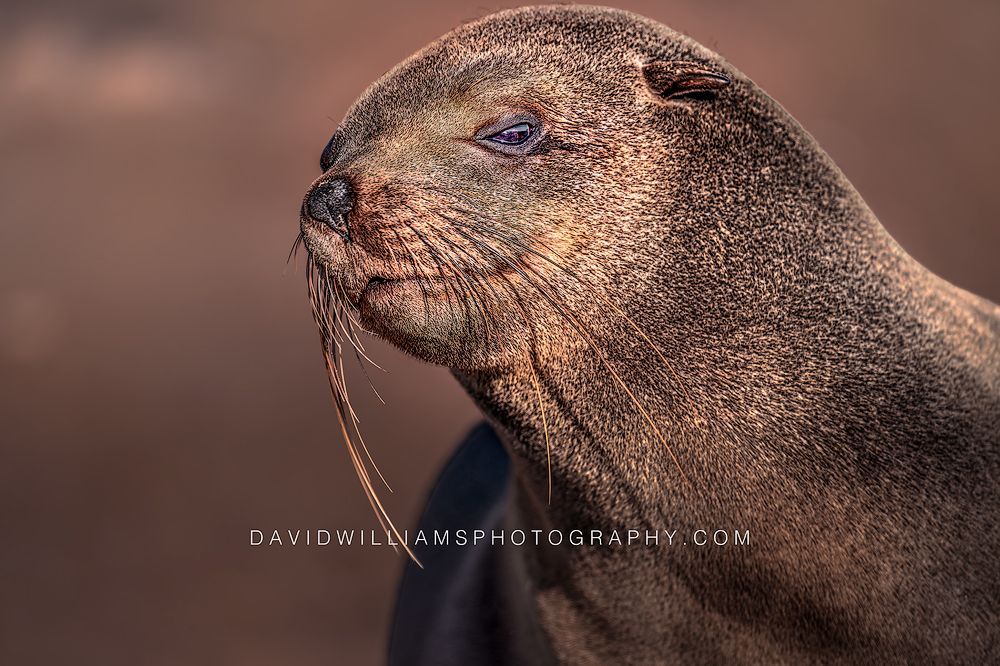 Cape Fur Seal S NZ90129 Cape Fur Seal S NZ90129