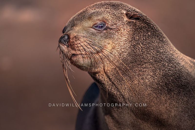 Cape Fur Seal S NZ90129