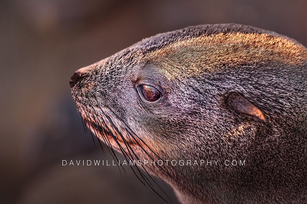 Cape Fur Seal Pup S NZ90189 Cape Fur Seal Pup S NZ90189