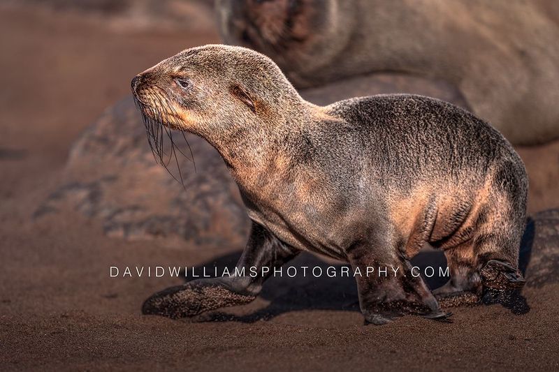 Cape Fur Seal Pup S NZ90098