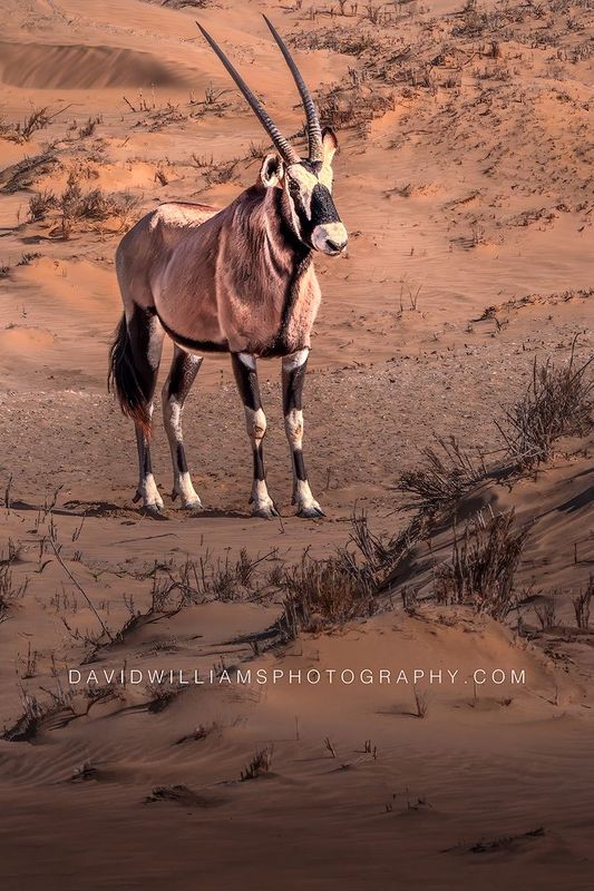 Gemsbok S 0Z82989