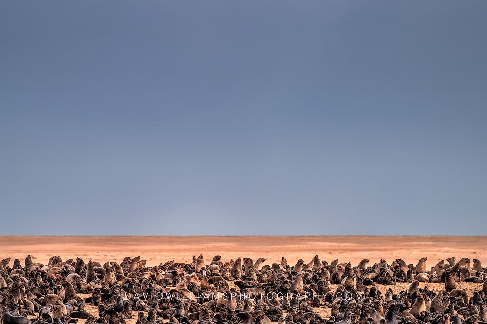 Cape Fur Seals Walvis Bay Namibia NZ90473