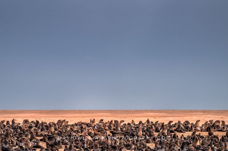 Cape Fur Seals Walvis Bay Namibia NZ90473