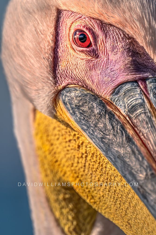 Great White Pelican S NZ90585 Great White Pelican S NZ90585