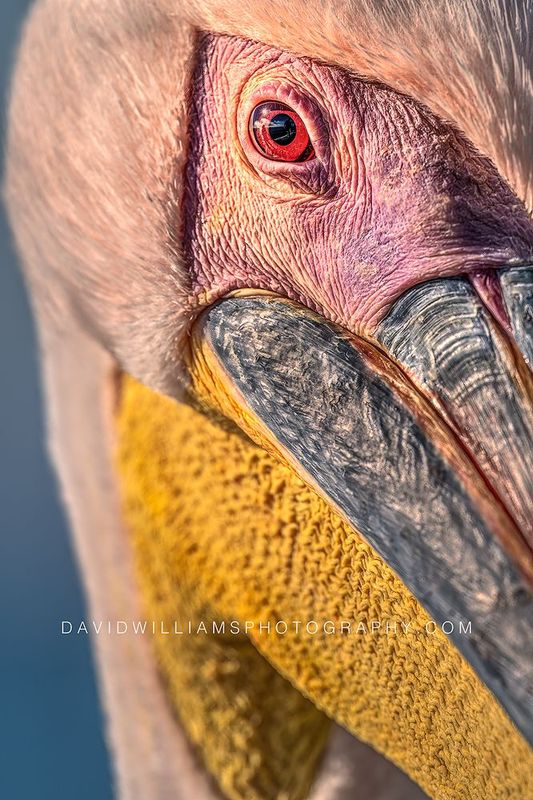 Great White Pelican S NZ90585